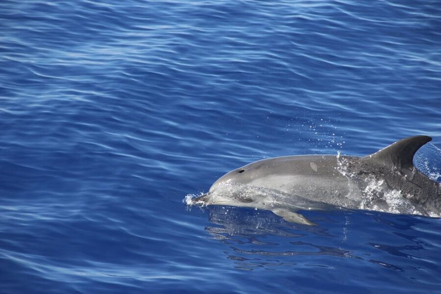 From Funchal: Madeira Dolphin and Whale Watching Tour - Price and Weather Risk: When $47 Feels Fair
