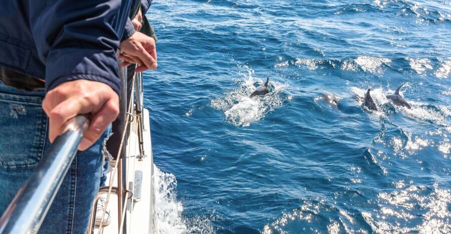 From Funchal: Madeira Dolphin and Whale Watching Tour - How the Crew Finds Cetaceans: Commentary, Patrols, and Respectful Rules