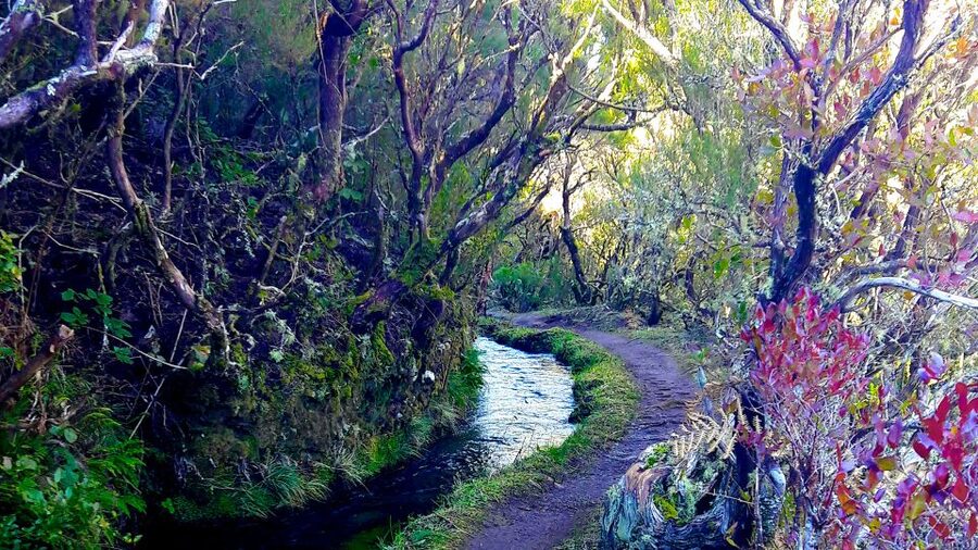 From Funchal: Madeira Lakes Levada Guided Hike - Madeira Levada Hike Vibes, From Calm Water to Big Views