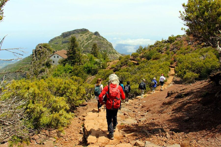 From Funchal: Madeira Peaks Mountain Walk - Heather Forest Near Pico Ruivo: A Quiet Pause In A High-Altitude World