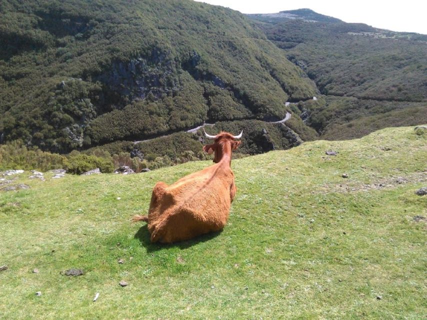 From Funchal: West Madeira and Laurel Forest Day Trip - Ribeira Brava, Ponta do Sol, and Paul da Serra at 1,500 Meters