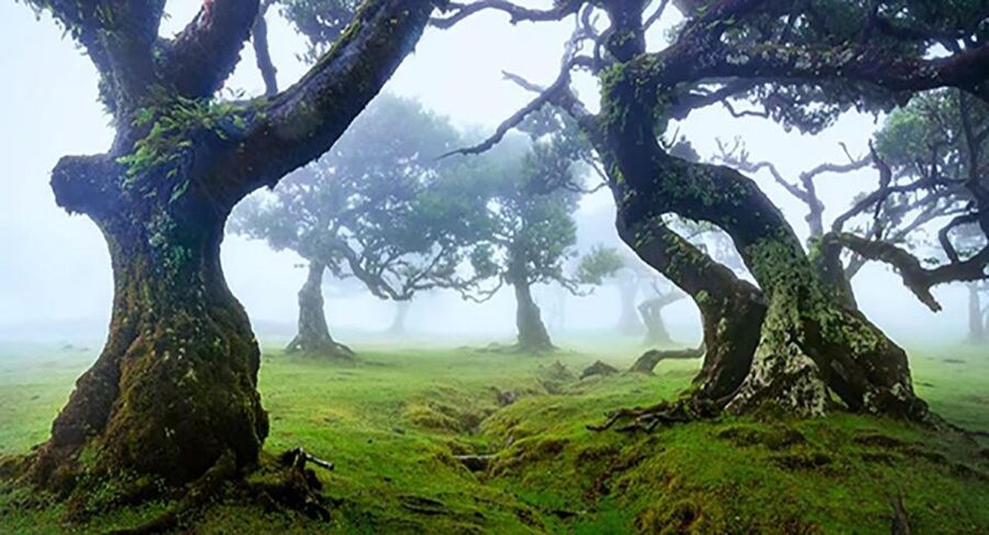 From Funchal: West Madeira Waterfalls and Fanal Forest Tour - West Madeira in One Tight 8-Hour Sweep