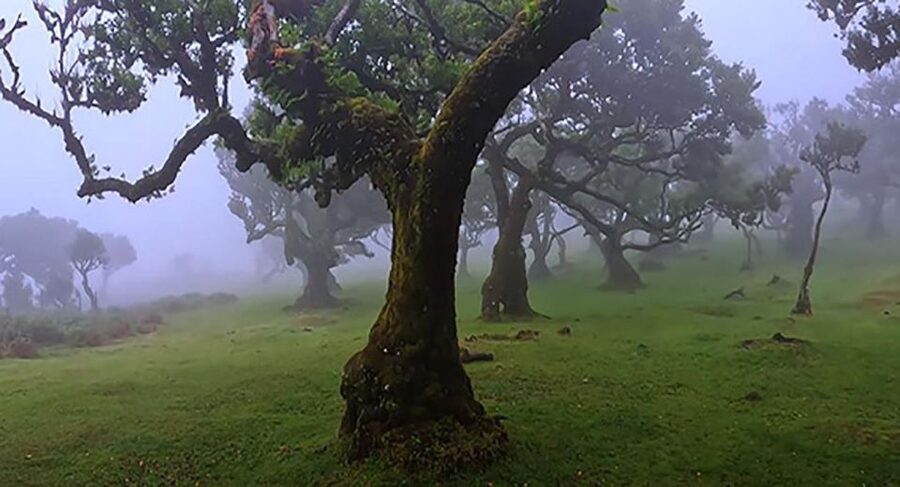 From Funchal: West Madeira Waterfalls and Fanal Forest Tour - Pickup, Mini-Bus Reality, and What the $33 Buys