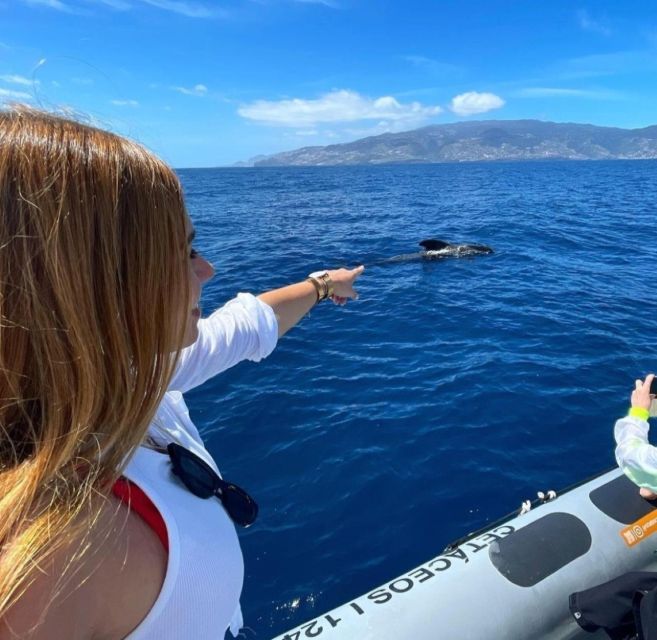 From Funchal: Whale and Dolphin Watching - Price and value: is $56 for 2.5 hours worth it?