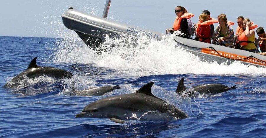 From Funchal: Whale and Dolphin Watching - How spotting really works: marine biologists and land lookouts