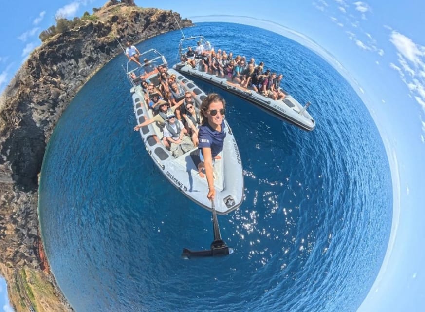 From Funchal: Whale and Dolphin Watching - What you can realistically hope to see off Madeira