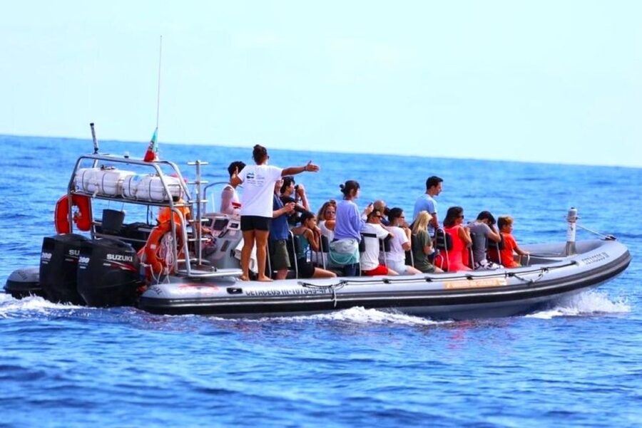 From Funchal: Whale and Dolphin Watching - Swimming with dolphins: what to bring and what the sea can do to your plans