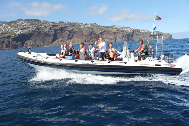 From Funchal: Whales and Dolphin Adventure Tour - Key highlights before you go