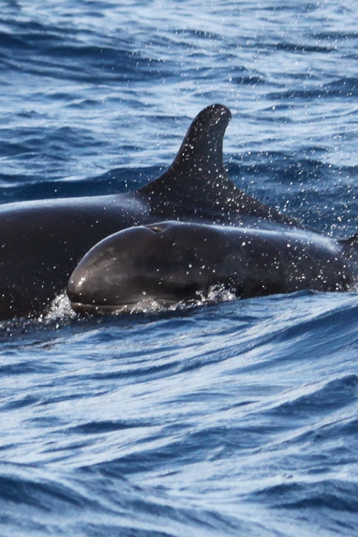 From Funchal: Whales and Dolphin Adventure Tour - Who you can meet: dolphins are the most likely, whales are the bonus