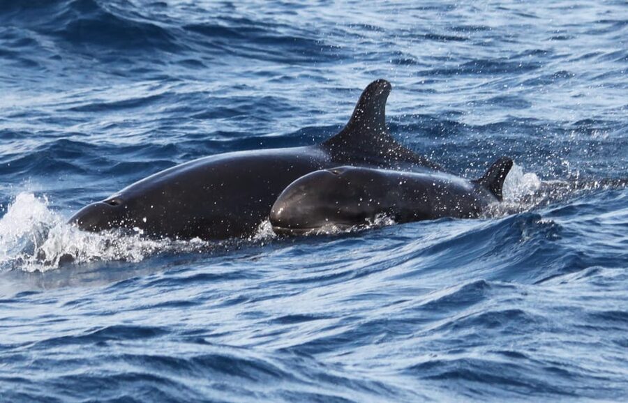 From Funchal: Whales and Dolphin Adventure Tour - Swimming with dolphins: when it happens, it is the real story