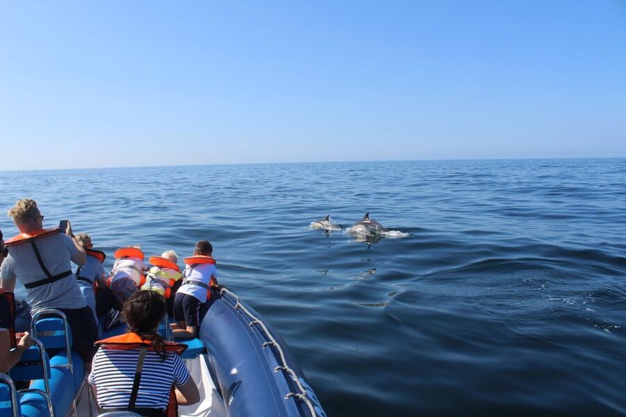 From Lagos: Dolphin Watching Boat Trip w/Marine Biologists - Key things that make this dolphin tour work