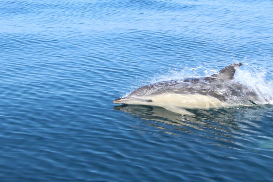 From Lagos: Dolphin Watching Boat Trip w/Marine Biologists - Price and value: is $42 a fair deal?