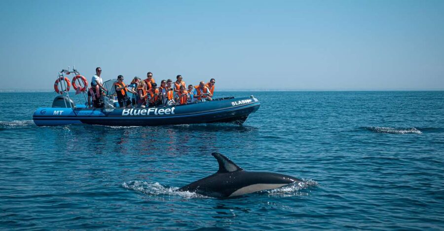 From Lagos: Dolphin Watching Boat Trip w/Marine Biologists - The Lagos setting: why this spot makes dolphin spotting feel real