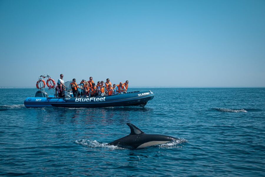 From Lagos: Dolphin Watching Boat Trip w/Marine Biologists - Meet the marine biologists: what you’ll actually learn out on the water