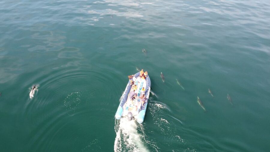 From Lagos: Dolphin Watching Boat Trip w/Marine Biologists - The 1.5-hour flow: how the search and viewing time plays out