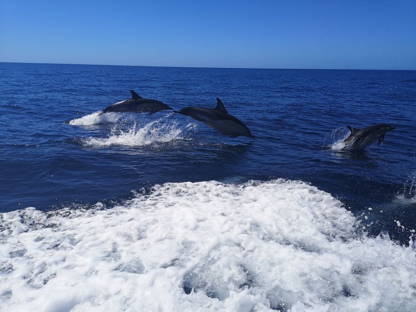 From Lagos: Dolphin Watching Boat Trip w/Marine Biologists - Ethical dolphin watching rules: why they improve your odds and your conscience