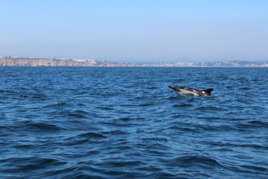 From Lagos: Dolphin Watching Boat Trip w/Marine Biologists - What you might see in the Atlantic off Lagos