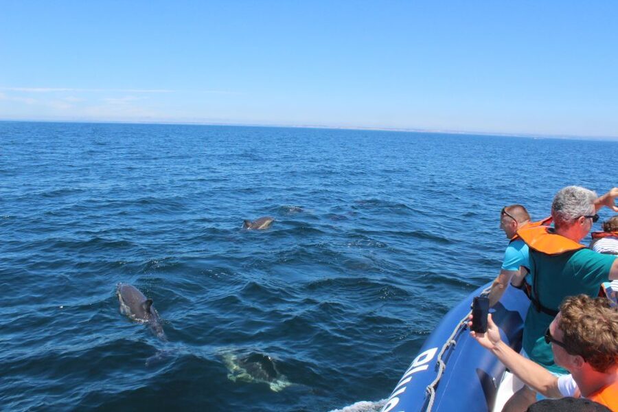 From Lagos: Dolphin Watching Boat Trip w/Marine Biologists - Weather and waves: the one variable you should respect