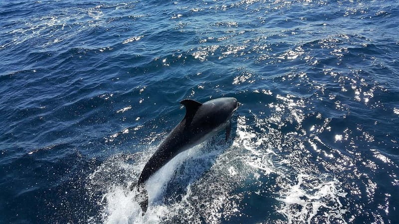 From Lagos: Dolphin Watching Catamaran Cruise - Key Highlights You’ll Feel Right Away