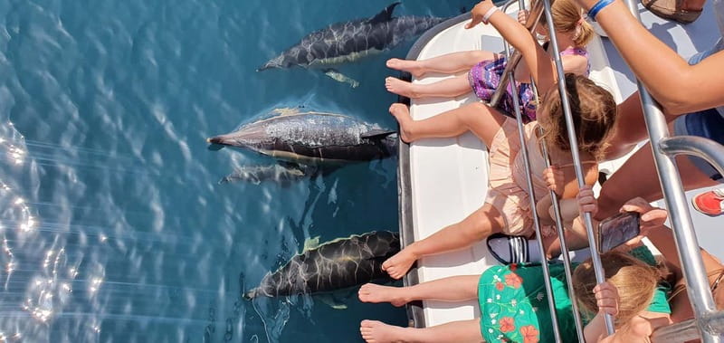 From Lagos: Dolphin Watching Catamaran Cruise - Setting Sail From Lagos Marina, Passeio dos Descobrimentos 1b