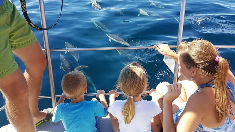 From Lagos: Dolphin Watching Catamaran Cruise - Dolphin Watching in Real Time: Search Mode, Not a Scheduled Guarantee