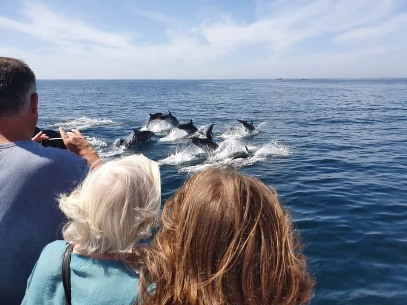 From Lagos: Dolphin Watching Catamaran Cruise - Comfort, Safety, and Photo Angles That Aren’t an Afterthought