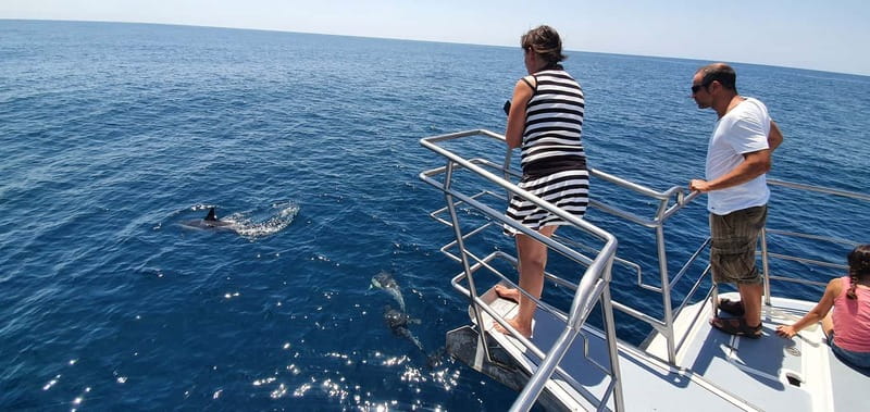From Lagos: Dolphin Watching Catamaran Cruise - Health and Motion Considerations You Should Take Seriously