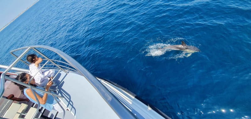 From Lagos: Dolphin Watching Catamaran Cruise - Best-Fit Travelers: Who This Cruise Works For