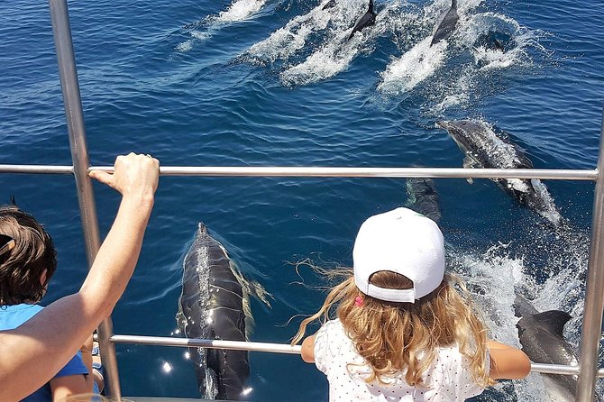 From Lagos: Dolphin Watching Cruise on a Catamaran - From Marina de Lagos to the Atlantic in 90 minutes