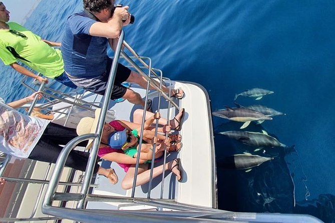 From Lagos: Dolphin Watching Cruise on a Catamaran - Dolphins and whales are wild, so manage expectations in advance