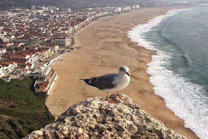 From Lisbon: Fatima Batalha Nazare & Obidos Small Group Day Trip - How This Lisbon Day Trip Runs, From Pickup to Final Drop