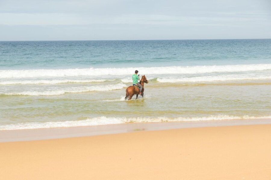From Lisbon: Horseback Riding on Comporta Beach - The first phase: training in the Atlantic Forest and meeting your horse