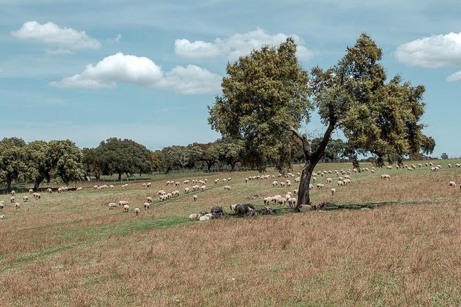 From Lisbon to Alentejo: Évora and Megaliths Full-Day Tour - Évora Cathedral rooftop views and cloisters, worth the extra time