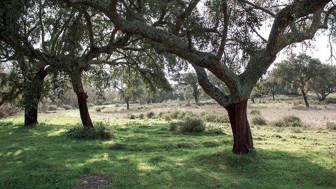 From Lisbon to Alentejo: Évora and Megaliths Full-Day Tour - Almendres Cromlech, menhirs, rituals, and the solstice story