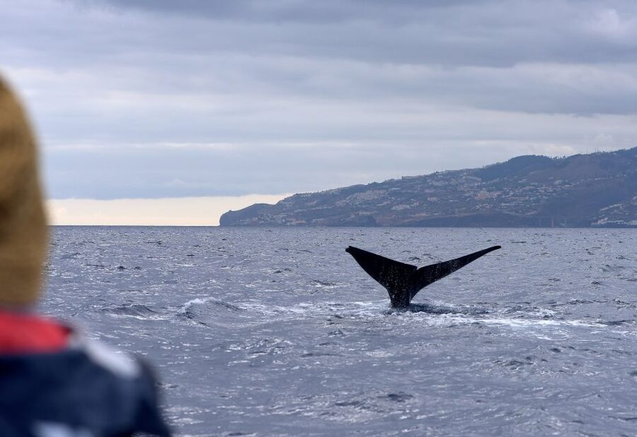 From Machico: Madeira Whale and Dolphin Watching Boat Tour - Key Things That Make This Machico Tour Worth It