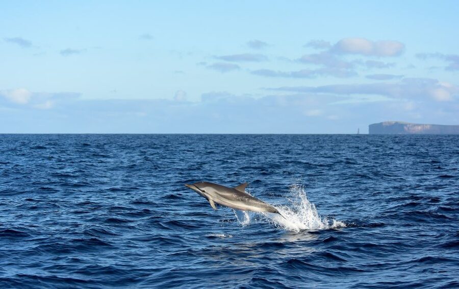 From Machico: Madeira Whale and Dolphin Watching Boat Tour - Finding Scorpio Madeira and Getting Ready at Marina Machico