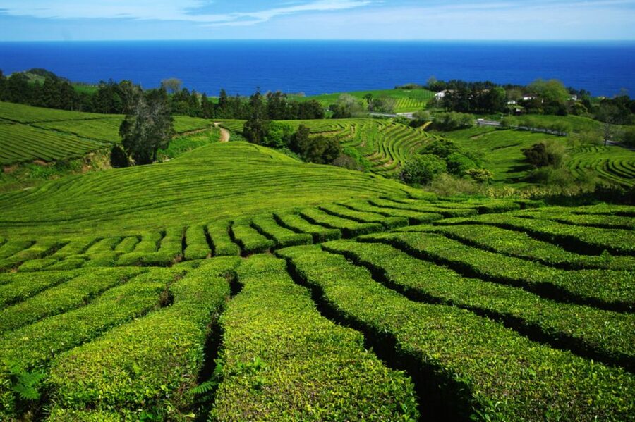 From Ponta Delgada: Lagoa do Fogo & Hot Springs Day Trip - Ribeira Grande lunch break: where the local rhythm shows up