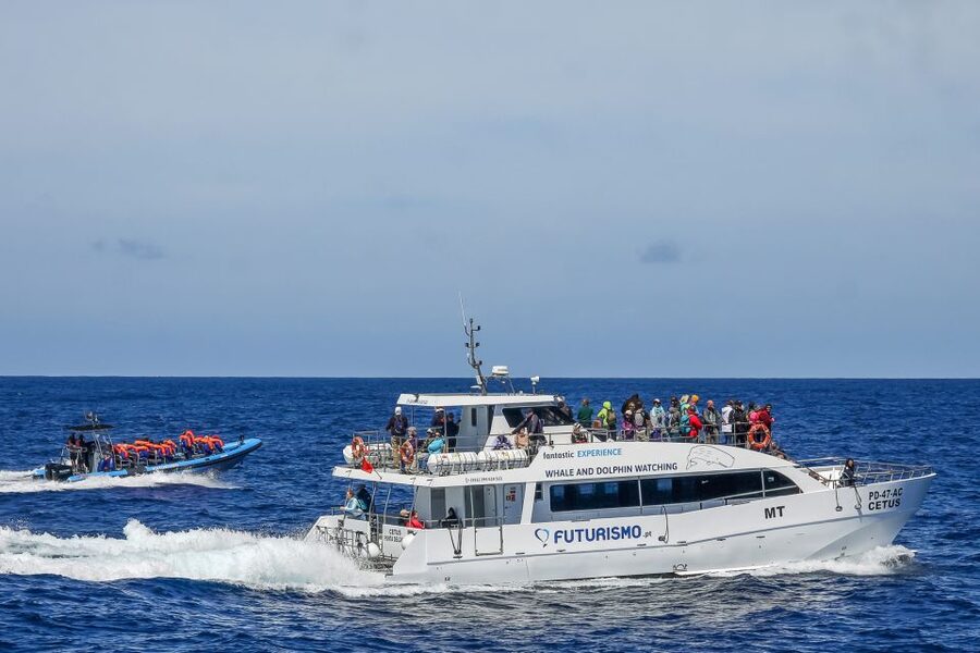 From Ponta Delgada: Whale and Dolphin Watching Trip - Key highlights worth planning for
