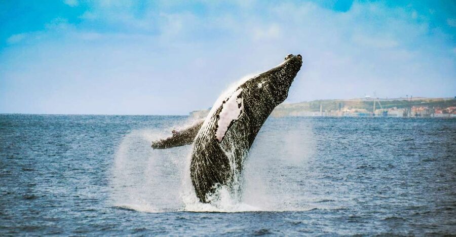 From Ponta Delgada: Whale and Dolphin Watching Trip - Who this trip suits best on São Miguel