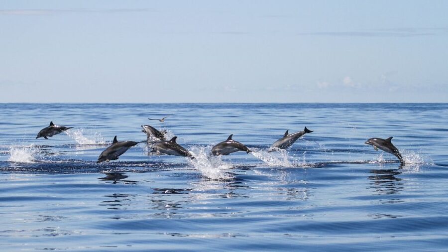 From Ponta Delgada: Whale and Dolphin Watching Trip - Why Ponta Delgada is a strong base for whale and dolphin sightings
