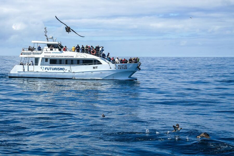 From Ponta Delgada: Whale and Dolphin Watching Trip - The 2.75-hour whale-watching stretch off Ponta Delgada