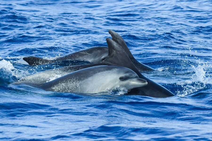 From Ponta Delgada: Whale and Dolphin Watching Trip - What you might spot, by season, and why that helps your expectations
