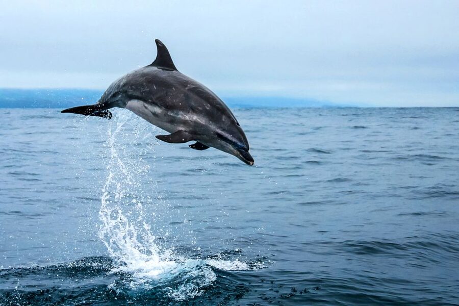 From Ponta Delgada: Whale and Dolphin Watching Trip - Price and value: is $82 a fair deal for 3 hours on the Atlantic?