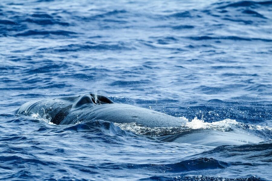 From Ponta Delgada: Whale and Dolphin Watching Trip - Practical tips to make your boat time smoother