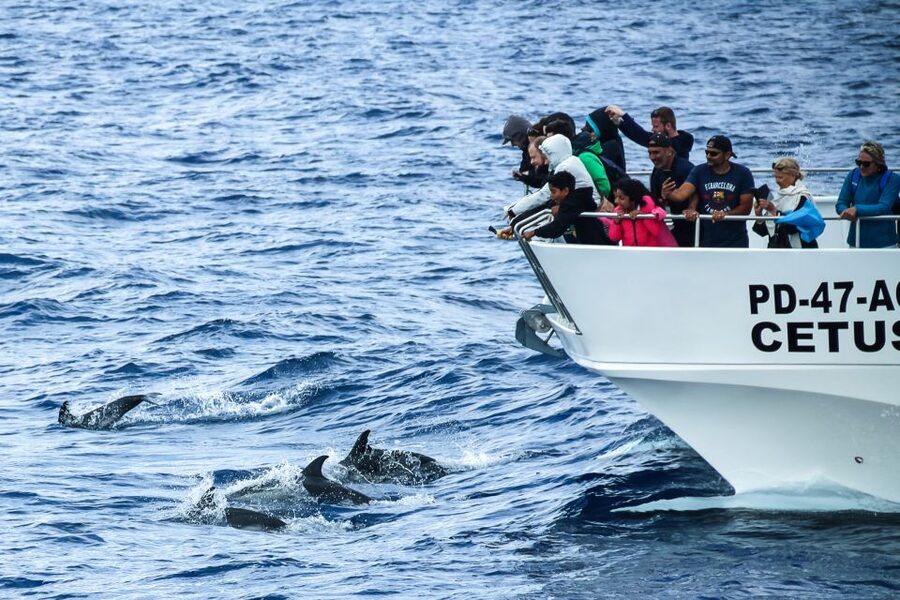 From Ponta Delgada: Whale and Dolphin Watching Trip - Catamaran vs Zodiac: how the boat choice changes comfort and viewing