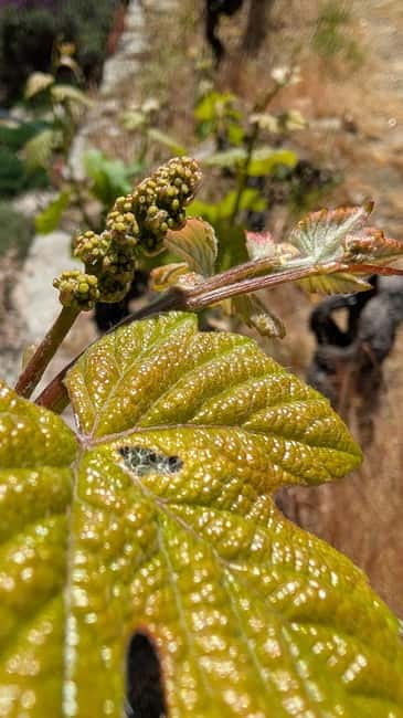 From Porto: 2 Wine Regions, Farm-to-Table Lunch & Boat - Key points you will care about