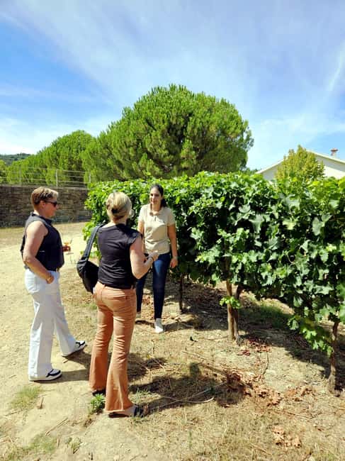 From Porto: Douro Valley 3 Vineyards Tour with Lunch - The big picture, what makes this Douro day work