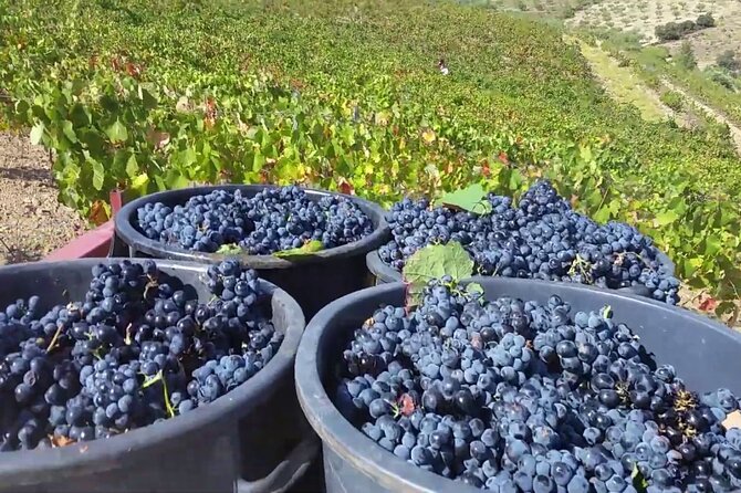From Porto: Douro Valley Tour with 2 Wineries, Lunch and Cruise - Pinhão river cruise: views, photos, and a calmer pace