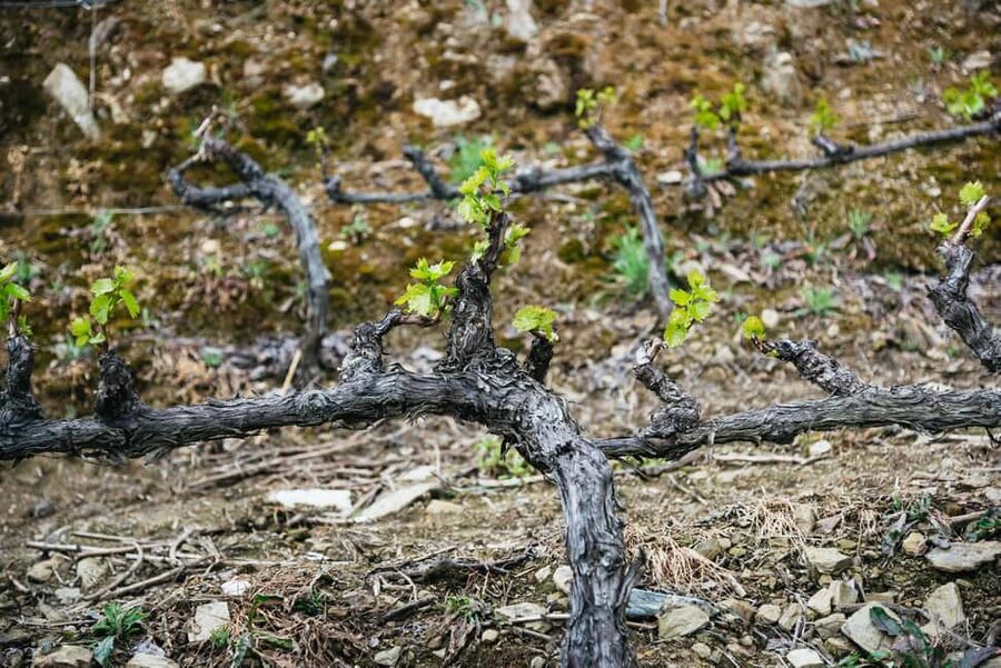 From Porto: Douro Valley Wine Tour with Lunch and Cruise - Photo stop time: quick stretch, then right back to food and wine
