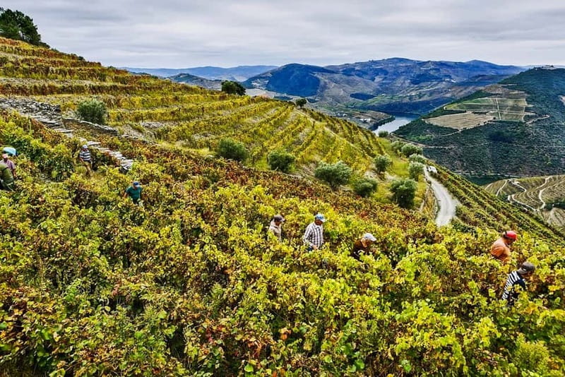 From Porto: Douro Valley with Wineries, Lunch and Boat Trip - Value check: does $171 buy enough for a full Douro day?